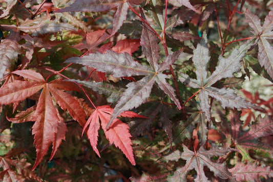 #15 Acer palmatum ‘Purple Ghost’ Japanese Maple