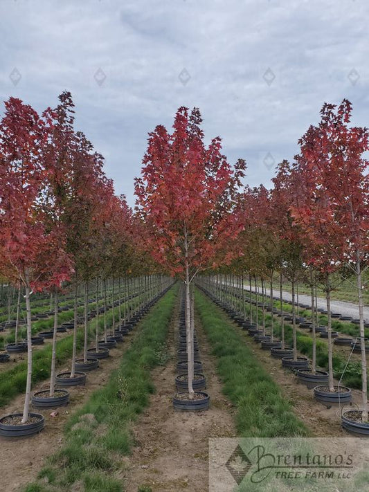 Redpointe® Red Maple
