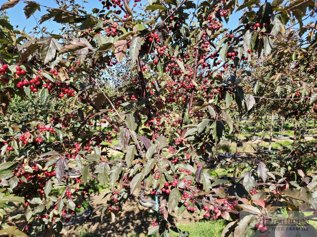 Royal Raindrops® Crabapple (multi-stem)
