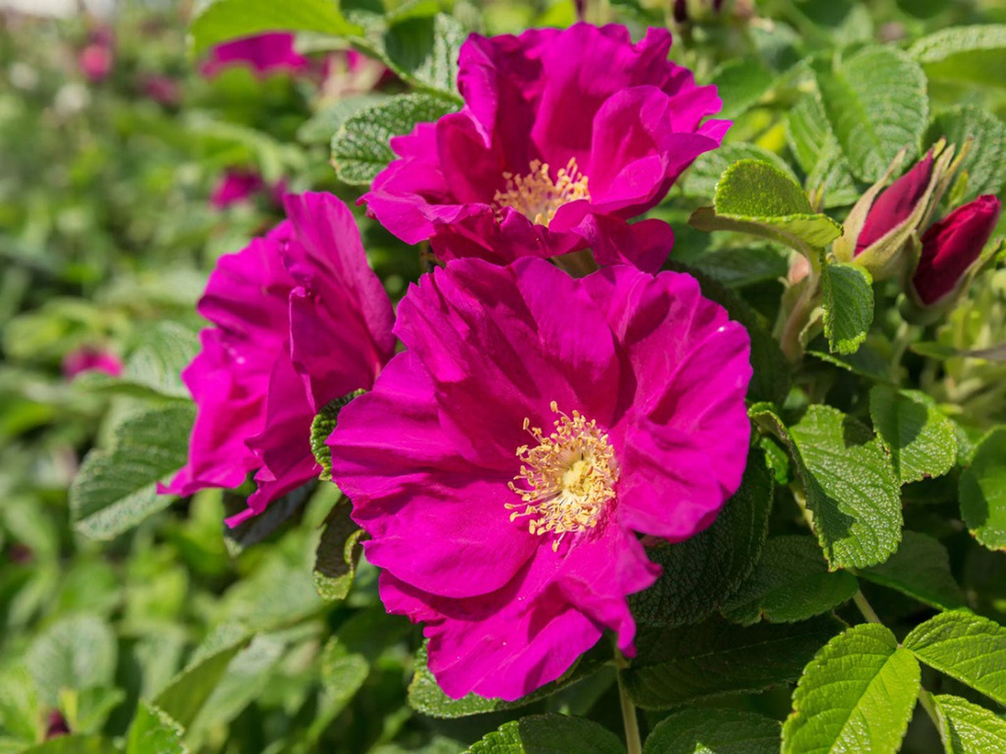 #3 Rugosa Rose