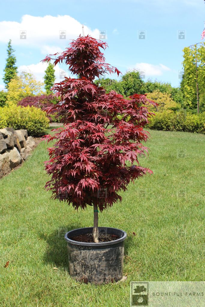 #6 Shaina Japanese Maple