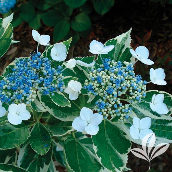 #3 Hydrangea macrophylla ‘Silver Blue’ Variegated Hydrangea
