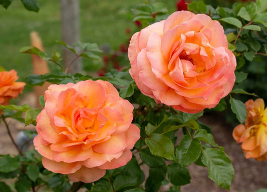 #5 Rosa hyb ‘Arborose Tangerine Skies’ Rose
