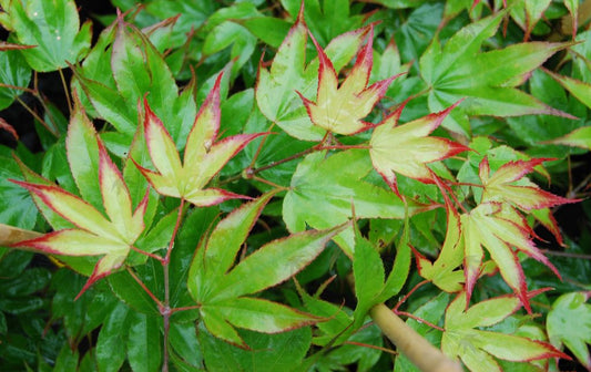 #3 Acer palmatum ‘Tsuma Gaki’ Japanese Maple