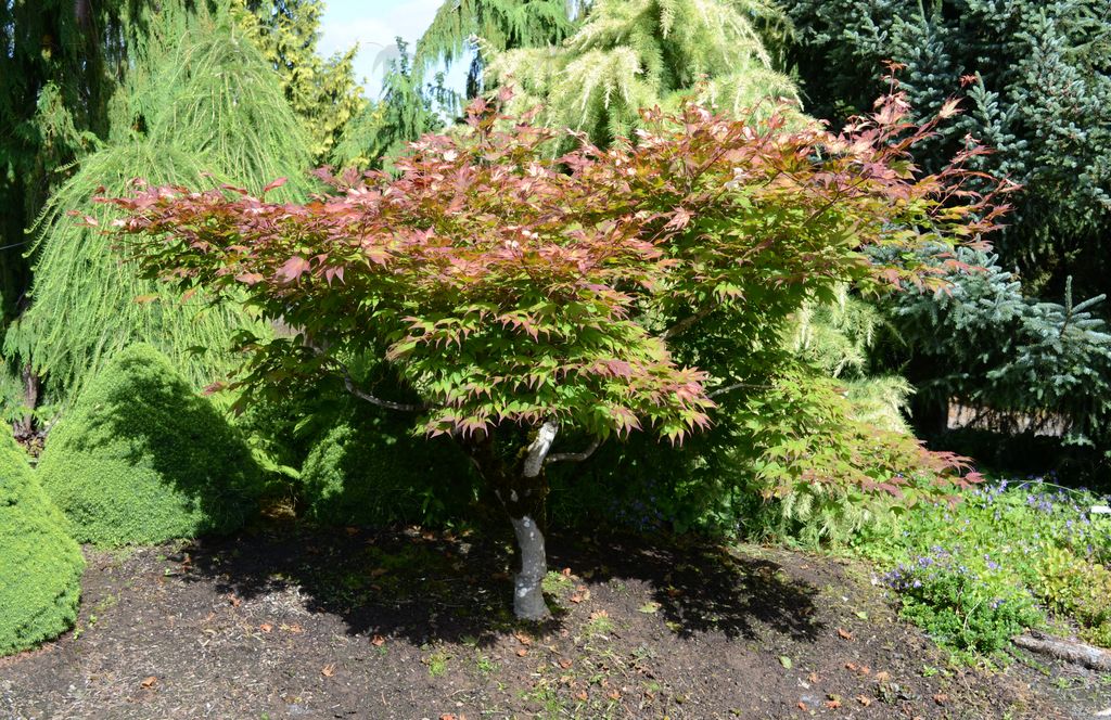 #3 Acer palmatum ‘Tsuma Gaki’ Japanese Maple