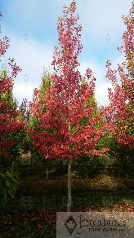 Worplesdon Sweetgum