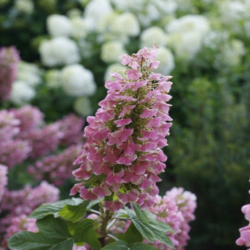 #5 Hydrangea quercifolia ‘Gatsby Pink’ Oakleaf Hydrangea