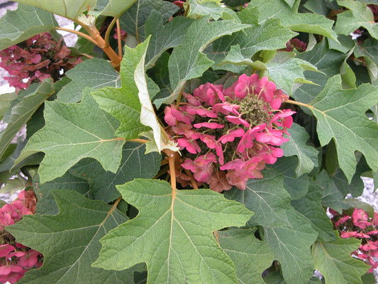 #5 Hydrangea quercifolia ‘Munchkin’ White Oakleaf Hydrangea