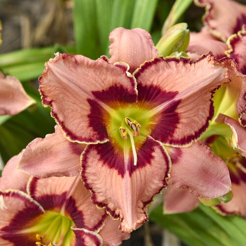Hemerocallis Rainbow Rhythm ‘Fearfully and Wonderfully Made’