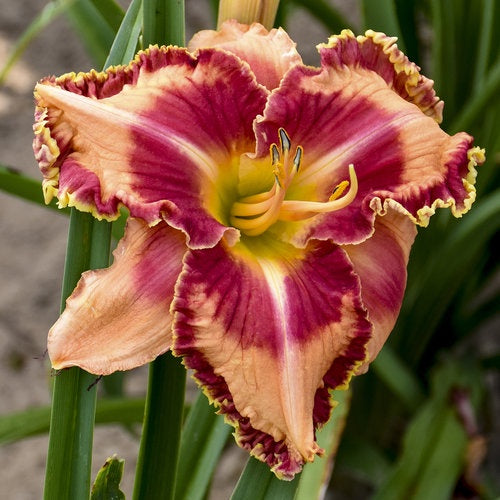 Hemerocallis Rainbow Rhythm ‘Lake of Fire’