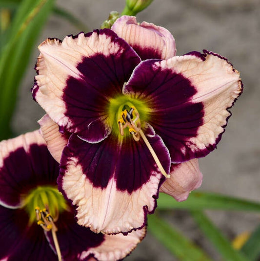 Daylily ‘Jane Trimmer’