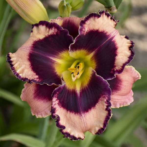 Daylily ‘Rock Solid’