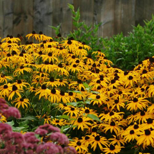 Black-Eyed Susan ‘Goldsturm’
