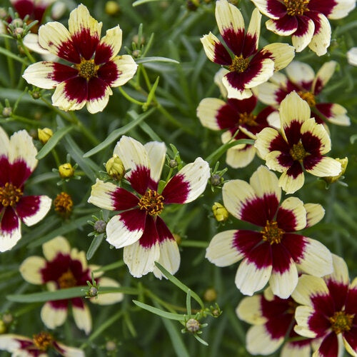 Coreopsis Designer Threads ‘Creamy Calico’