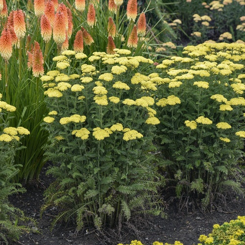 Achillea ‘Firefly Sunshine’