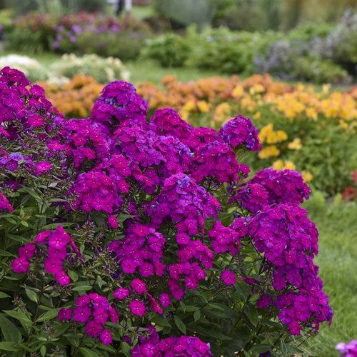 Phlox Luminary ‘Ultraviolet’