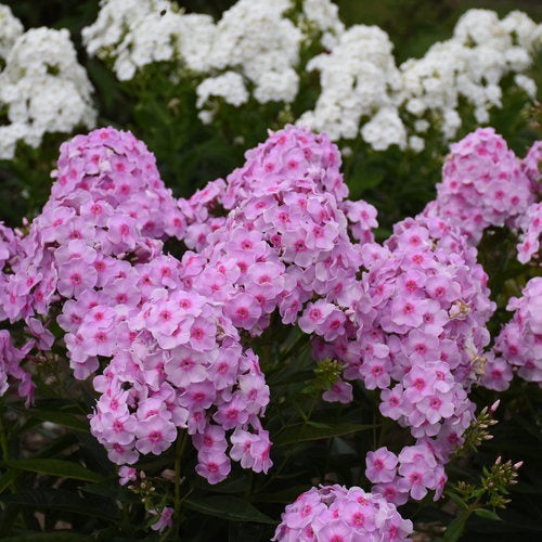 Phlox Luminary ‘Opalescence’