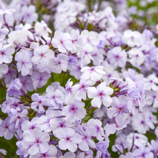 Phlox ‘Opening Act Pink-A-Dot’