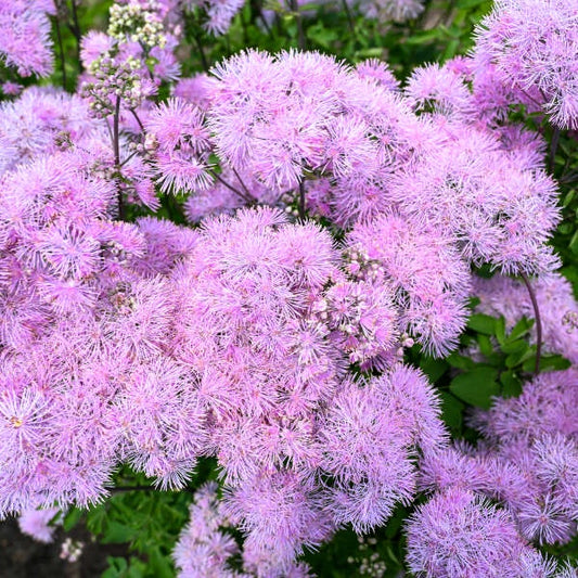 Thalictrum ‘Cotton Candy’