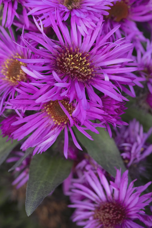 #1 Pink Crush New England Aster