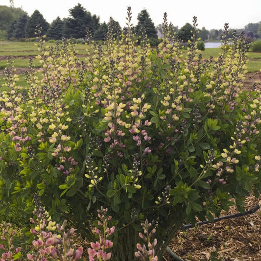 2G Decadence Deluxe ‘Pink Lemonade’ Baptisia