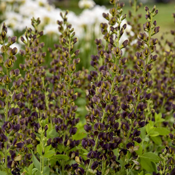 Decadence Deluxe ‘Dark Chocolate’ Baptisia