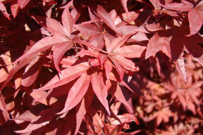 #15 Acer palmatum ‘Twombly’s Red Sentinel’ Japanese Maple