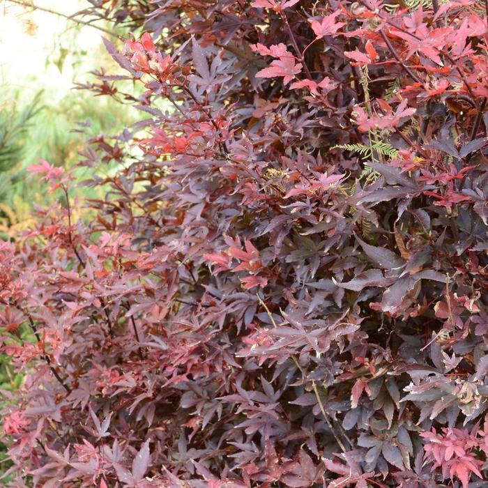 #15 Acer palmatum ‘Twombly’s Red Sentinel’ Japanese Maple