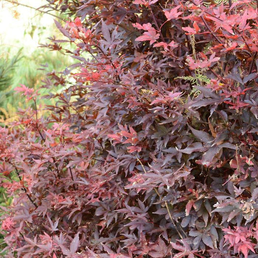 #15 Acer palmatum ‘Twombly’s Red Sentinel’ Japanese Maple
