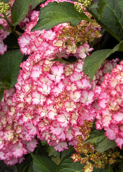 #2 Hydrangea macrophylla ‘Fire Island’ Hydrangea