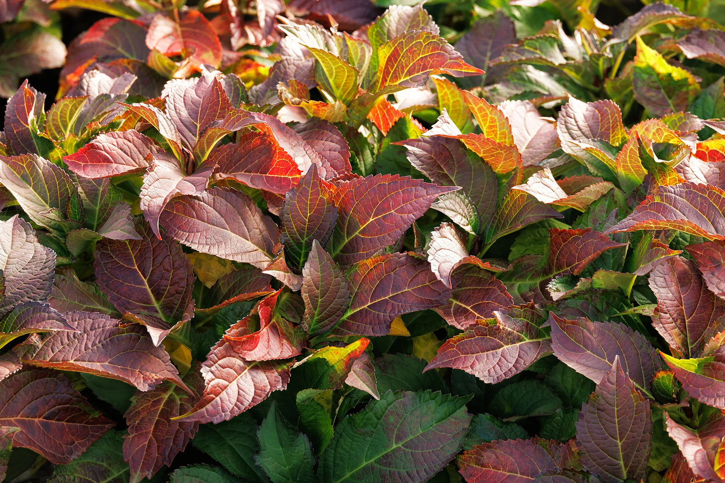 #2 Hydrangea macrophylla ‘Fire Island’ Hydrangea