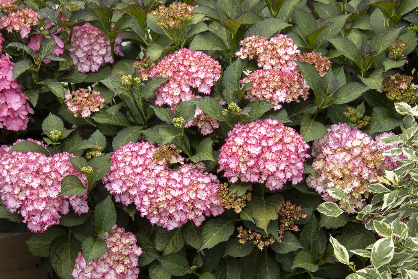 #2 Hydrangea macrophylla ‘Fire Island’ Hydrangea
