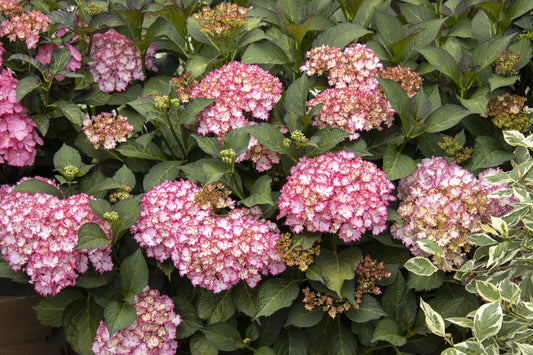 #2 Hydrangea macrophylla ‘Fire Island’ Hydrangea