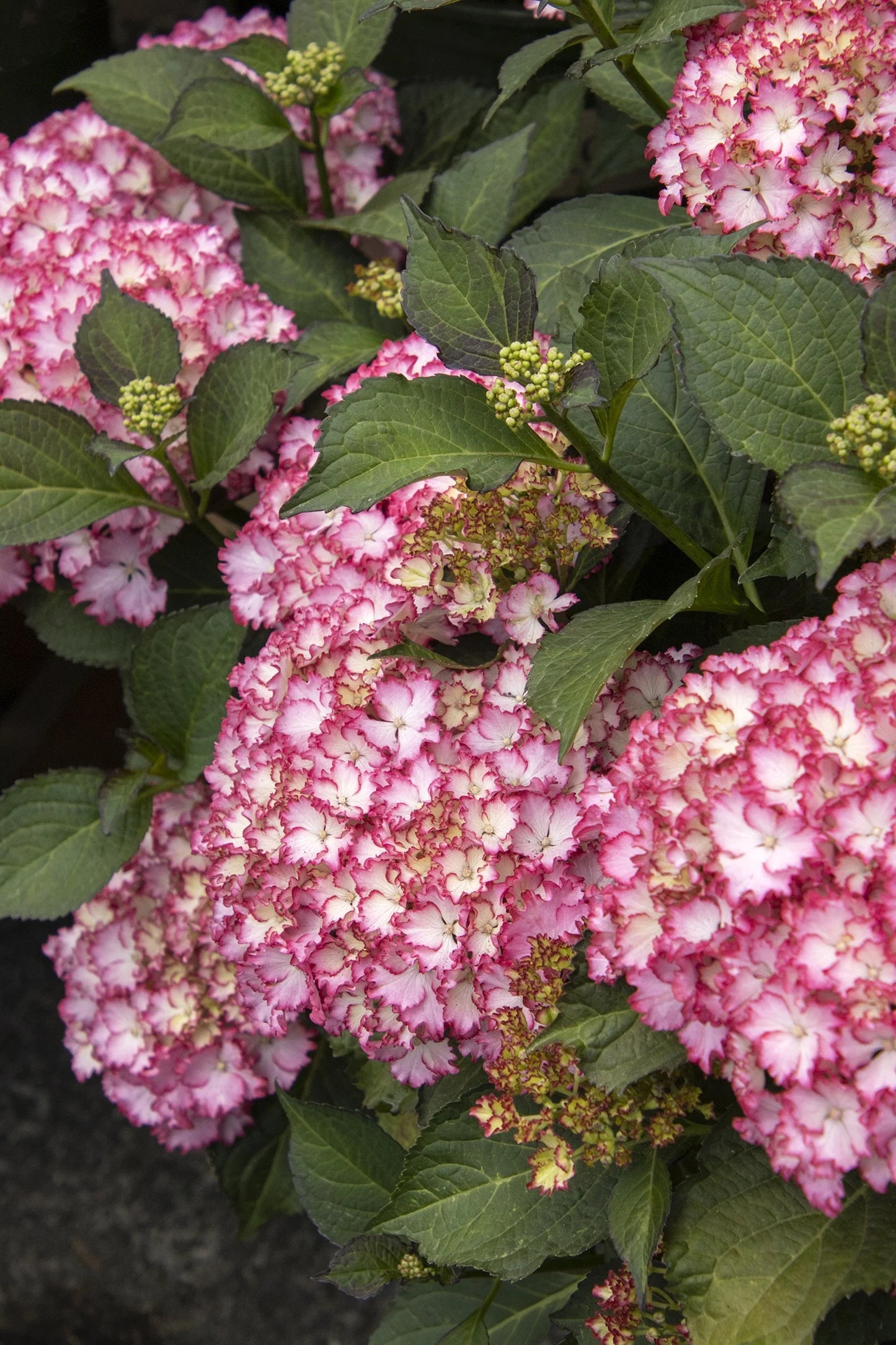 #2 Hydrangea macrophylla ‘Fire Island’ Hydrangea