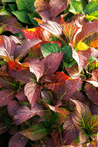 #2 Hydrangea macrophylla ‘Fire Island’ Hydrangea