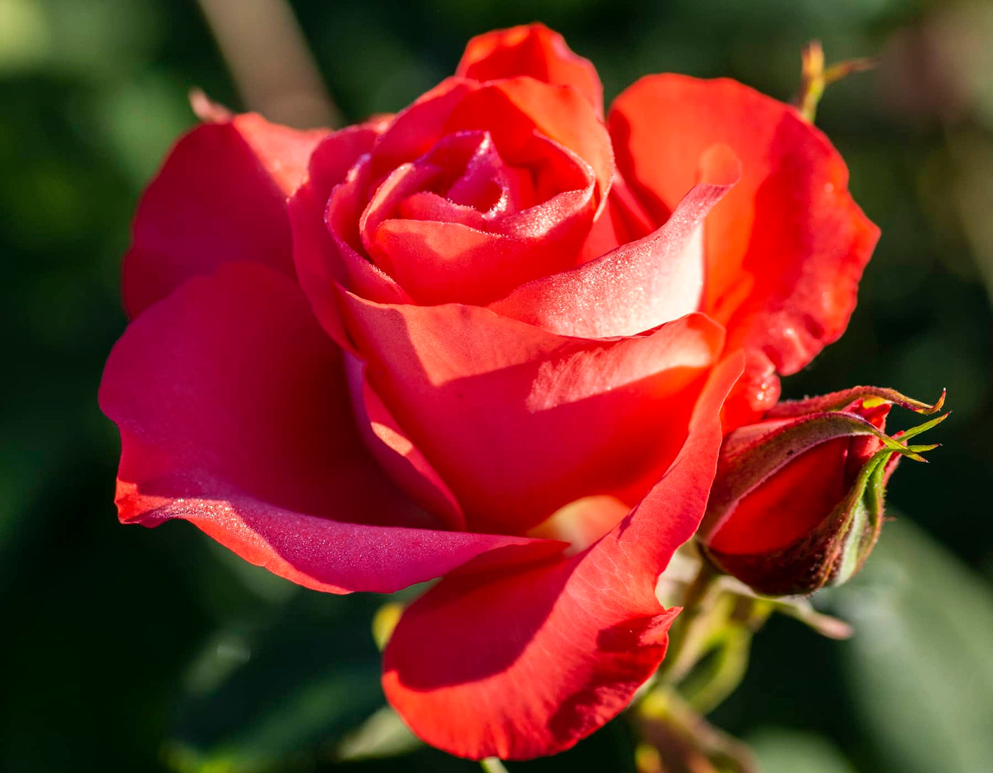 #2 Marmalade Skies™ Floribunda Rose