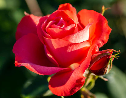 #2 Marmalade Skies™ Floribunda Rose