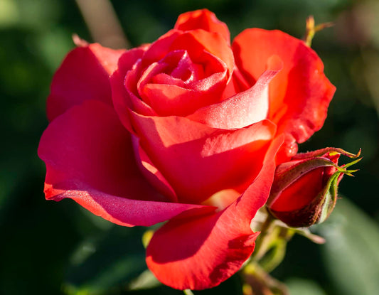 #2 Marmalade Skies™ Floribunda Rose