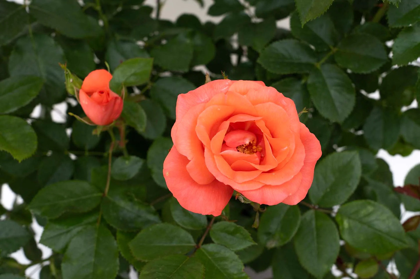 #2 Marmalade Skies™ Floribunda Rose