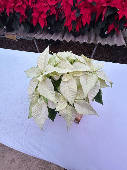 5" Poinsettia – White