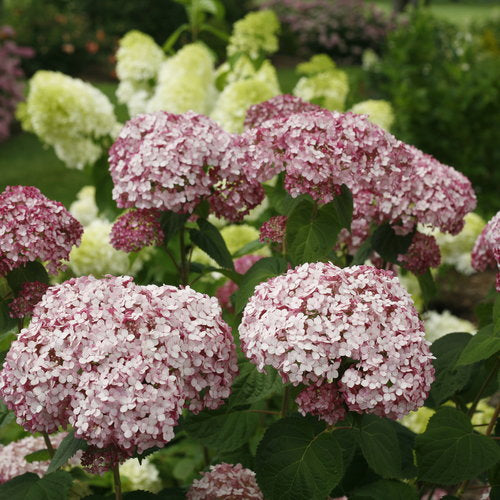 #3 Hydrangea arborescens ‘Incrediball Blush’ Hydrangea