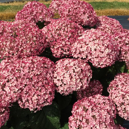 #3 Hydrangea arborescens ‘Incrediball Blush’ Hydrangea