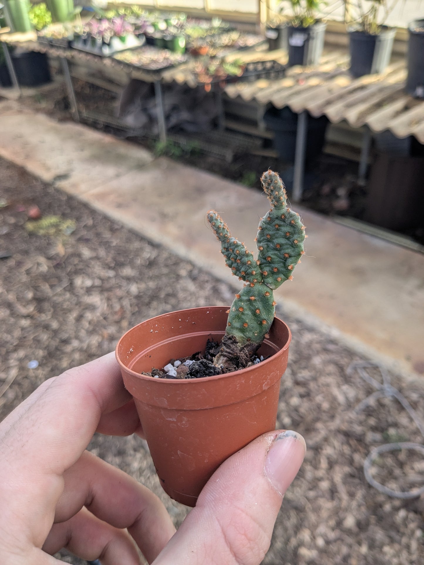 Opuntia - 2” Pot