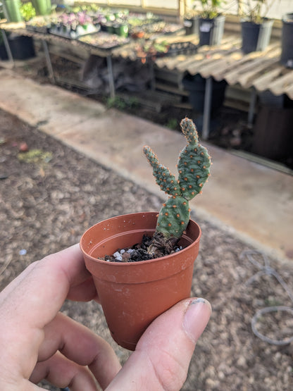 Opuntia - 2” Pot