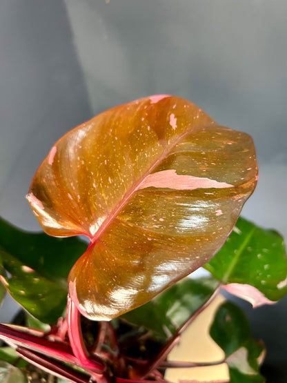 9” Pink Princess Philodendron