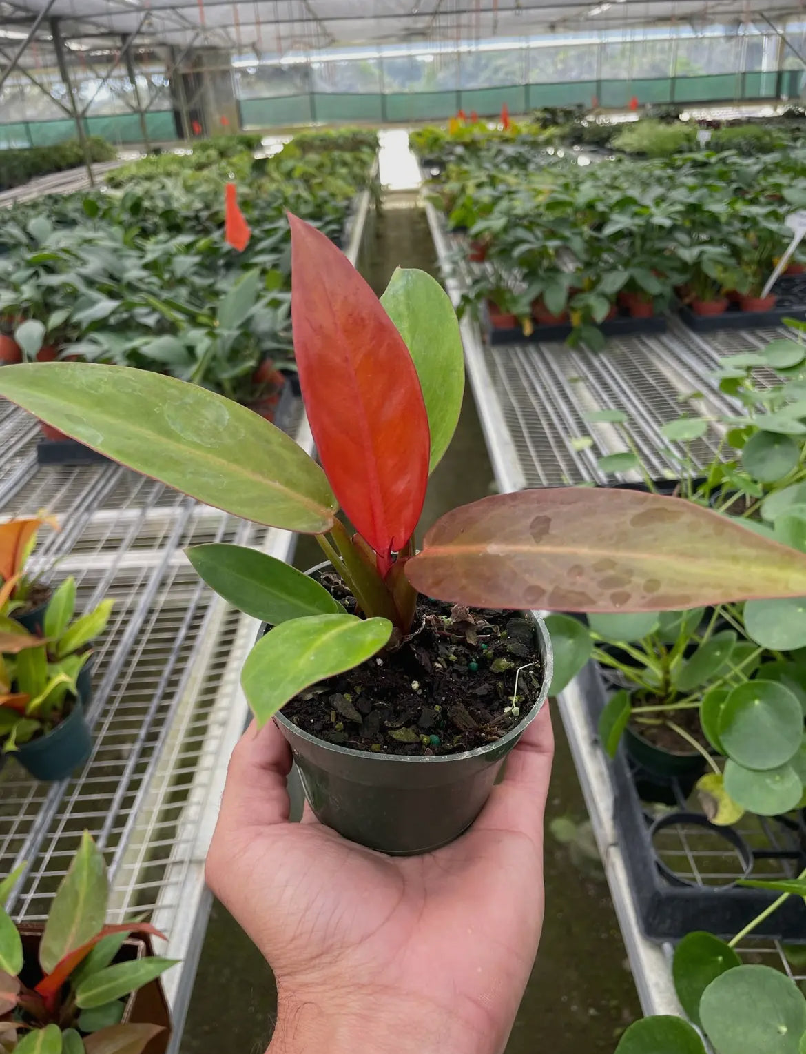 Philodendron ‘Sun Red’ - 4” Pot