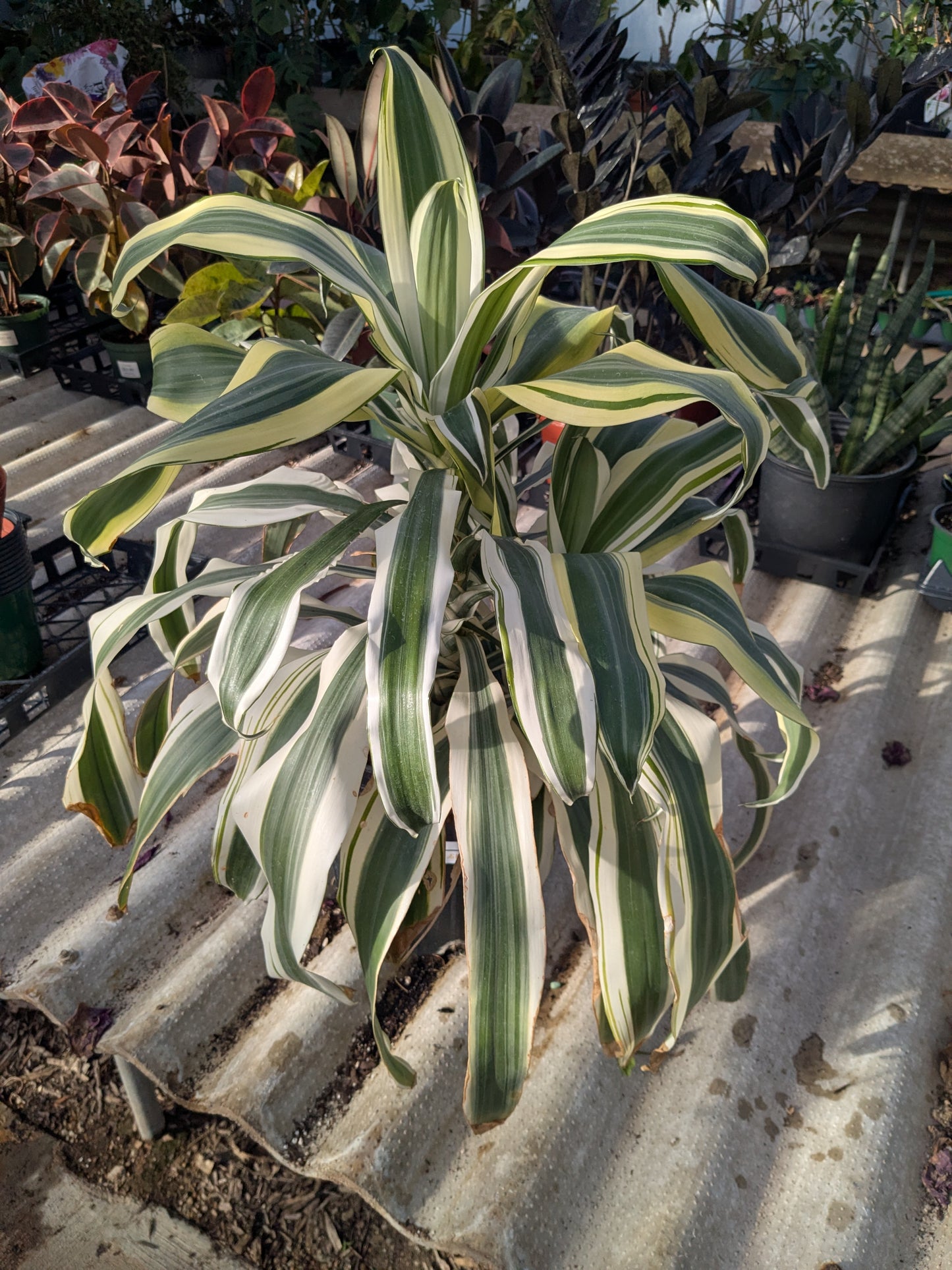 Dracaena ’White Aspen’ - 10” Pot