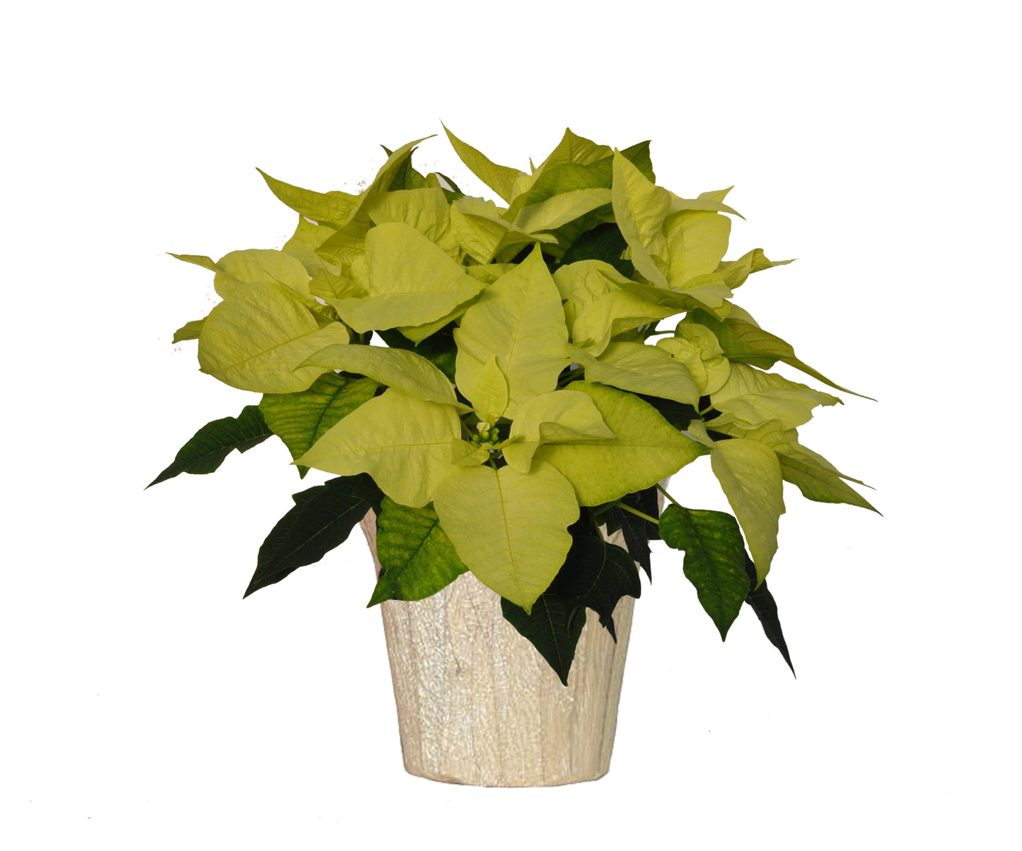 5" Poinsettia – Green Envy