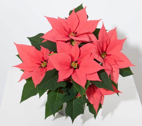 5" Poinsettia – Pink