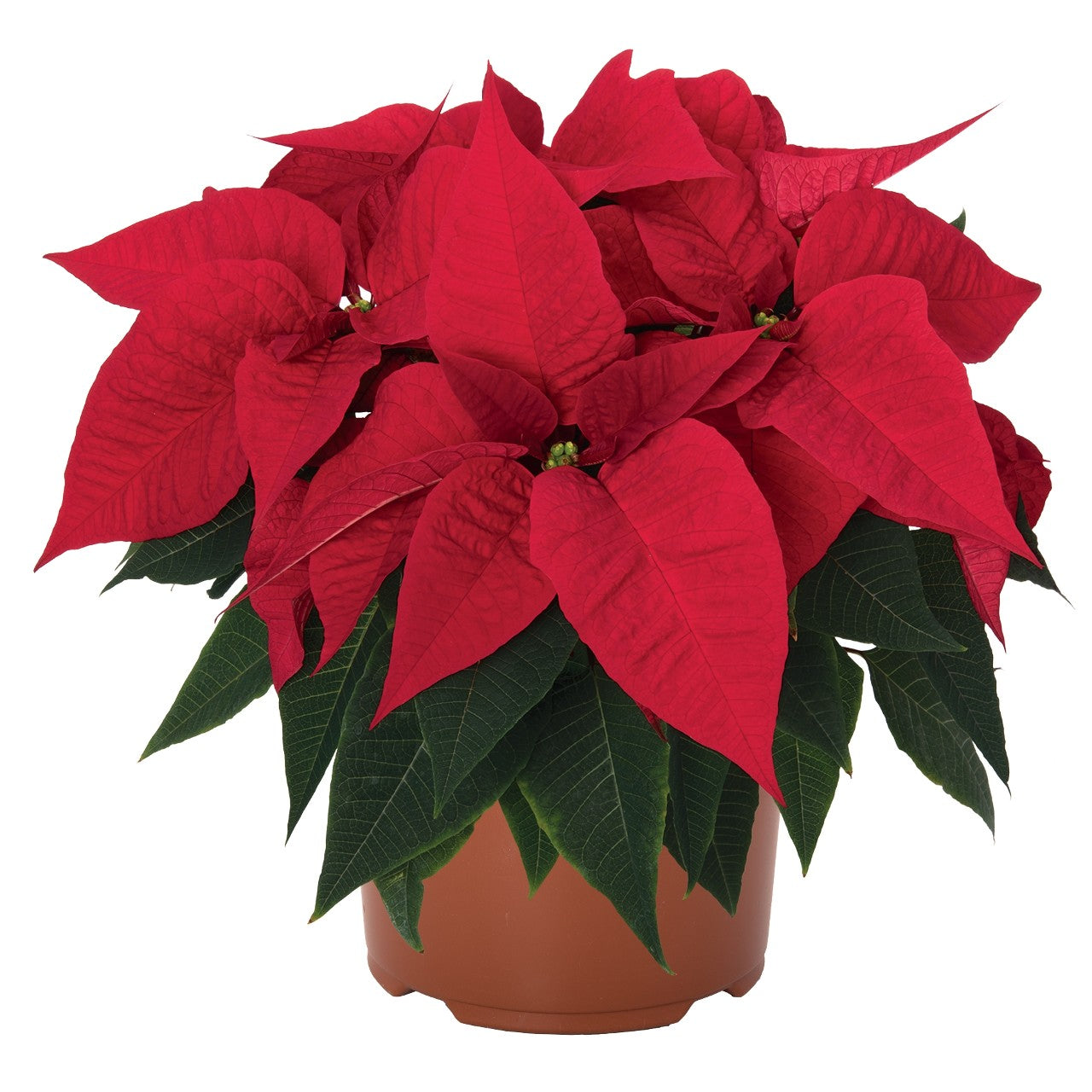 12" Poinsettia – Red (10 Bloom Single Stem)